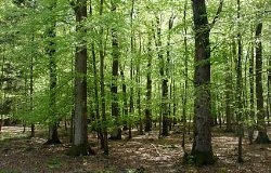 فائو: حق مالكيت جنگل مي تواند درآمد مردم را بهبود بخشد 